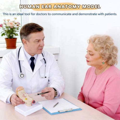 Image of 1.5 Times Human Ear Anatomy Model with Base, Professional PVC,Outer Middle Inner Ear Structure Simulation Model for Science Classroom,Teaching Demonstration,Human Anatomy Study