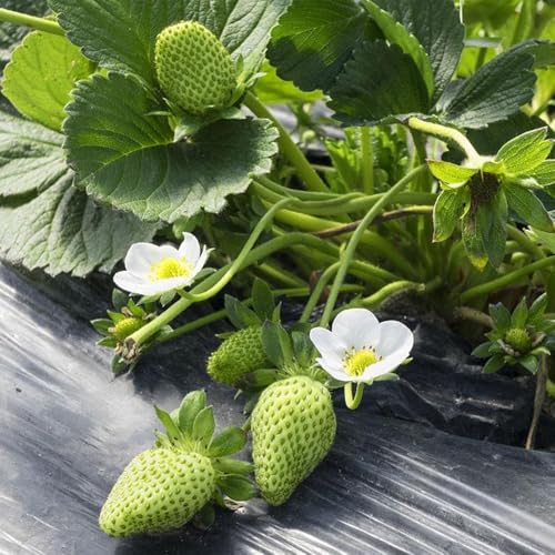 Semi di fragola da balcone, semi di fragole sospese, vecchie varietà colonnare da balcone frutto esotiche nani resistenti acquistarere 180pcs