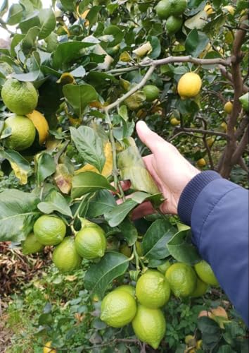 Image of Golden Bloom Thai Lemon Plant Live Hybrid Seedless All Season Air Layering Height 1.5-2 FT Pack of 1 Healthy Plant