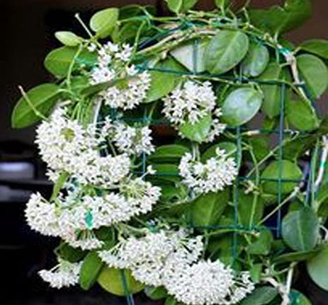 GREEEN EARTH Hoya australis SMALL PLANT (B09GKV27C8) Amazon Price History, Amazon Price Tracker