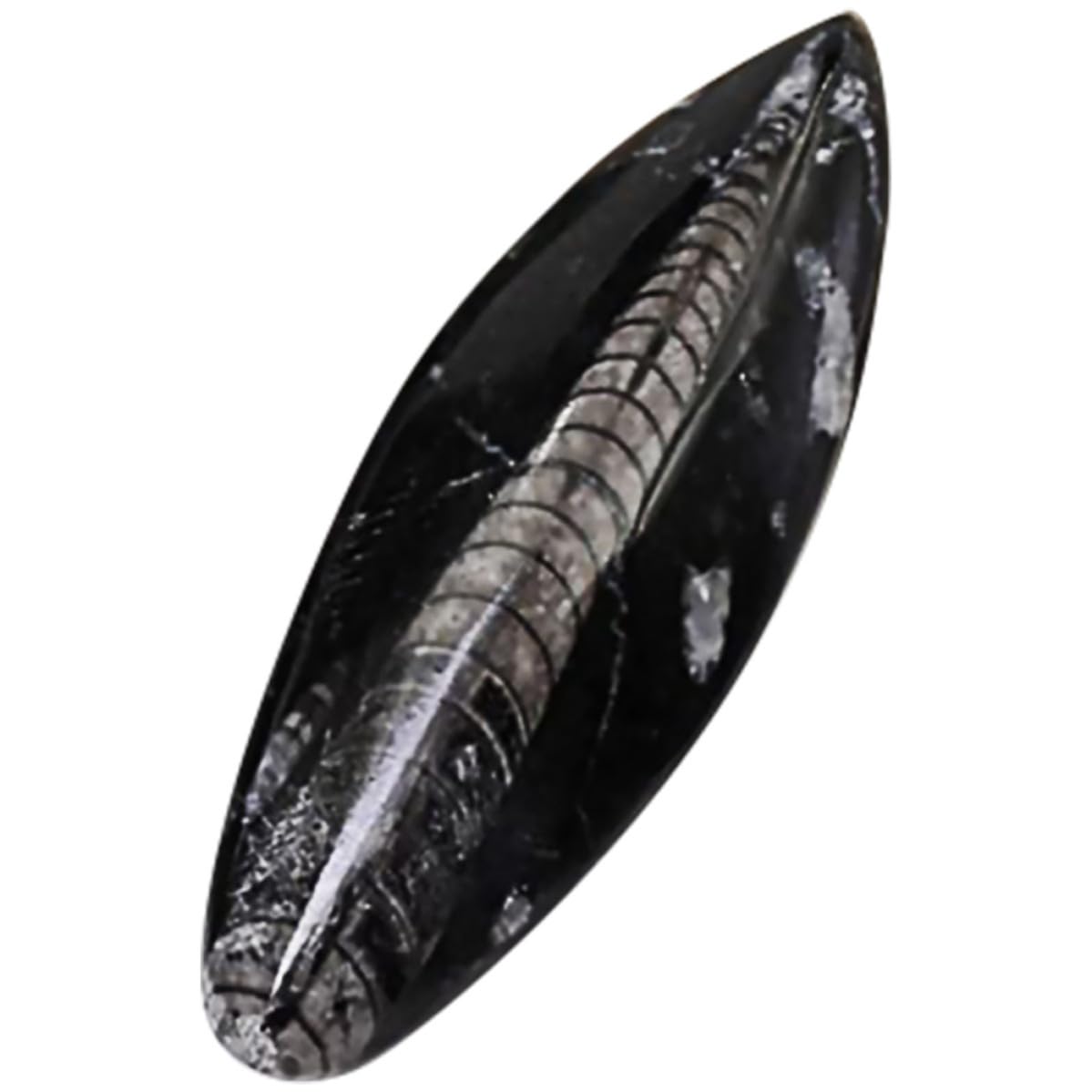Campione Fossile Orthoceras Autentico in Minerale Nero per Scopi Educativi Decorazione per Laboratorio di Scienze e Arricchimento Didattico