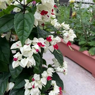 20 szt nasiona Clerodendrum thomsonae, kwiaty balkonowe nasiona bonsai ogród z nasionami kwiatów łóżko z ziołami kwiatowymi kwietnik ogród skalny rośliny odporne rośliny balkonowe,