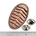 Chiton Pin, Gumboots, Sea Cradles, Fossil, Mollusk, Clam, Shell, Ocean, Archaeology, Pins, Lapel, Brooch, Pewter, Copper, Over 300 Sea Life Pins, Handmade in the USA. AC168A