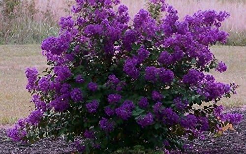 50 seeds Crape Myrtle, Lagerstroemia Indica, Tree Seeds (Mixed Colors) Fall, Fast, Showy