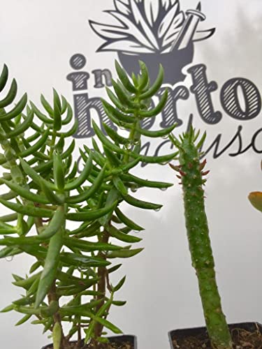 Tris di piante grasse e succulente: Crassula Ovata, Tetragona e Opuntia Subulata - coltivazione bio - età 2 anni - Image 6