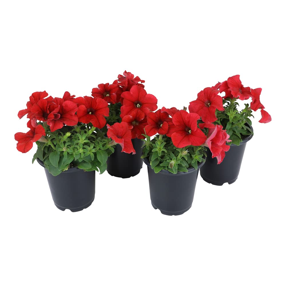 Red Petunia 4 Pack