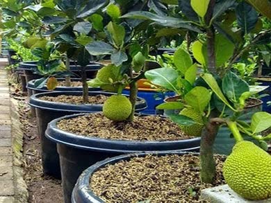 Mphmi Live Plants Nursery GardenLive Plant Jackfruit All Season Thai Variety Grafting Great Taste Fruit Exotic (1 Healthy Live Sweet Fruit Plant) (B0BV28L48L) Amazon Price History, Amazon Price Tracker