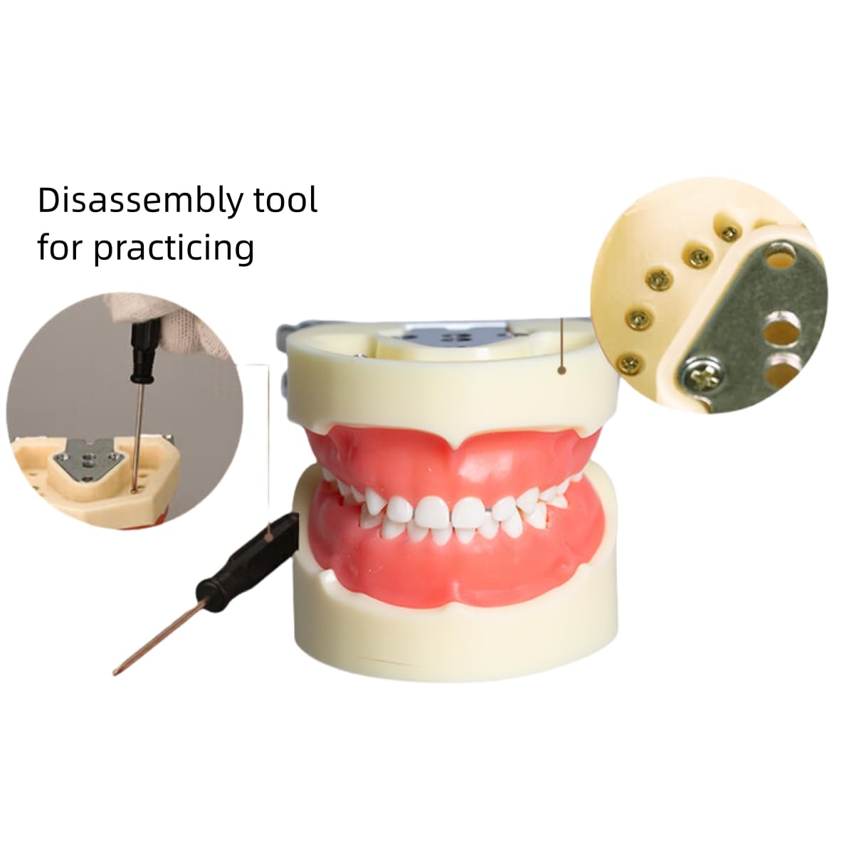 Typodont Child Teeth Model, with 24pcs Removable Teeth, Compatible with Kilgore Nissin for Teaching, Study