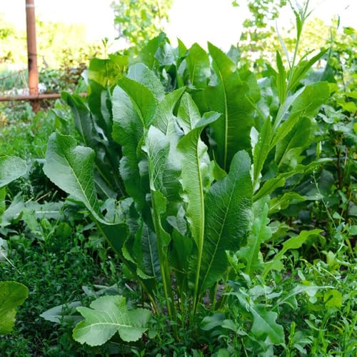 Semillas de rábano picante - plantas de balcón resistentes plantas resistentes para el jardín macetas de plantas verdes semillas de hierbas semillas de hierbas y plantas decorativas 100pcs
