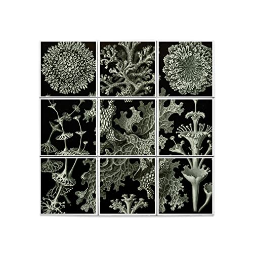 Carreaux céramique décoratif lichen : le cadeau idéal pour passionnés de botanique et d'art