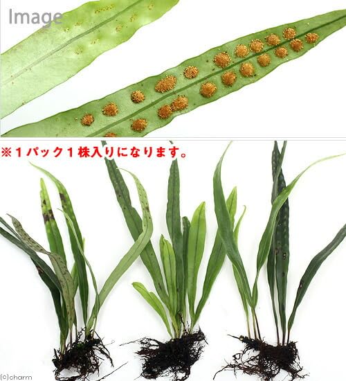 Amazon｜【charm】（山野草）シダ（羊歯）ノキシノブ（軒忍） L