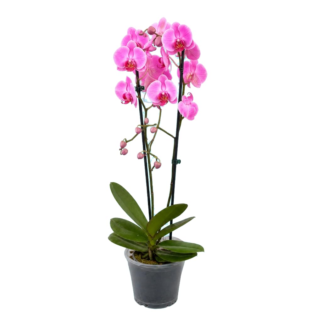 Planta Phalaenopsis 2 Troncos Orquídea de Interior DECOALIVE para Salón Oficina y Recibidor en Maceta de 12 cm Diámetro Altura 55-65 cm