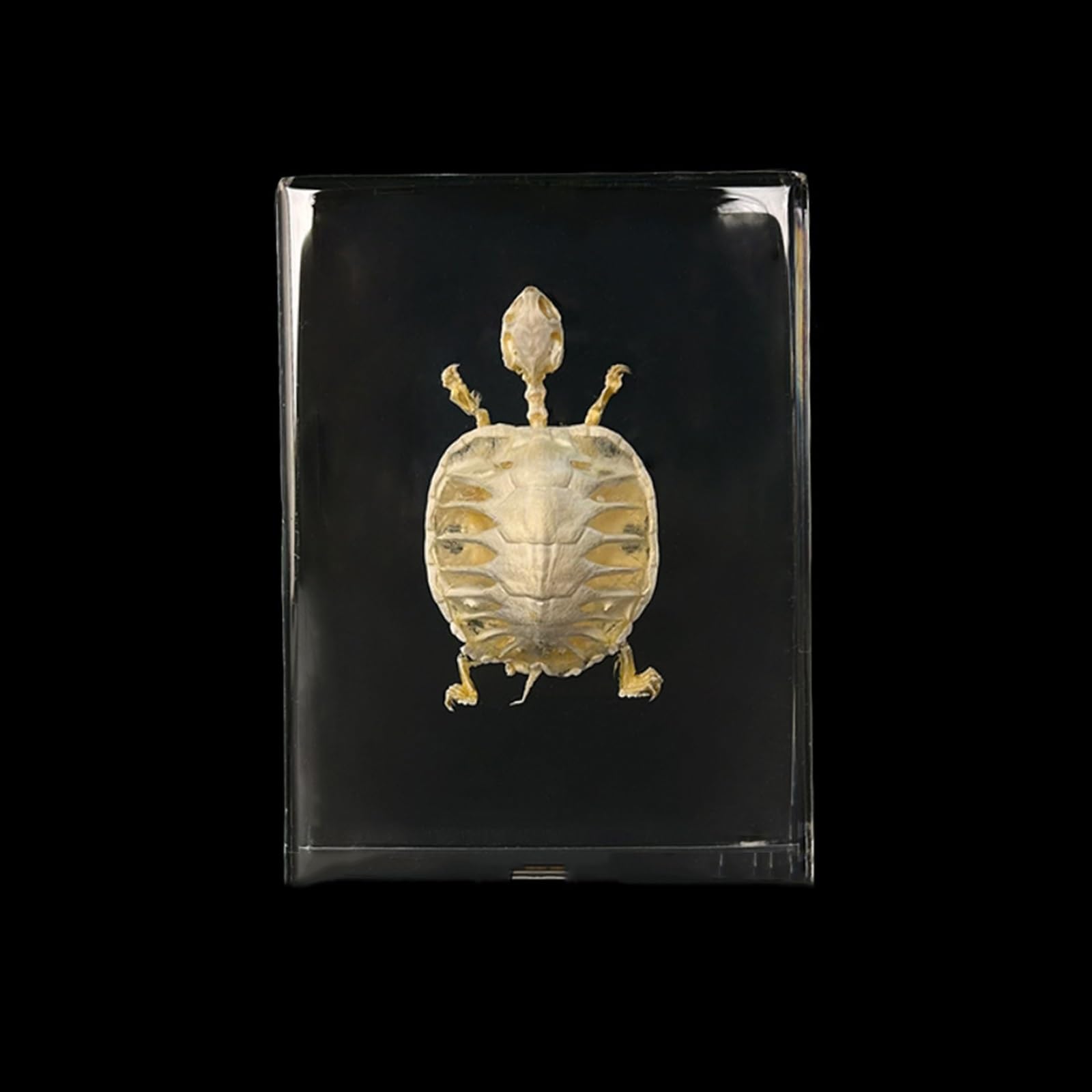 Taxidermy Insect Resin Skeleton, Real Animal Skeleton Block Embedded Specimen for Science Education(Turtle Skeleton)