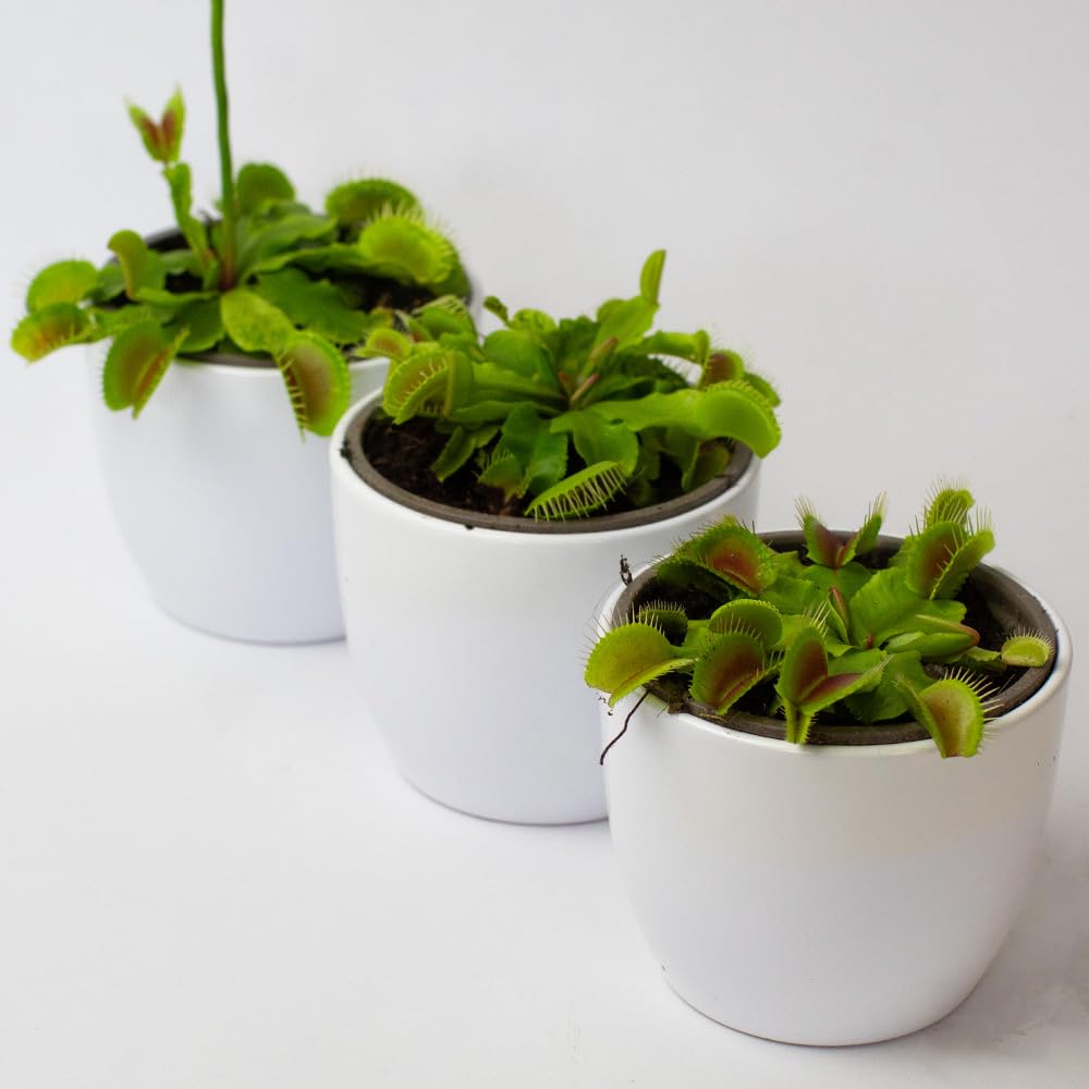 Venus Fly Trap Plant x 3 - House Plants supplied in 9cm Pots, make great spider catcher & plant gifts (3 x 9cm Plastic Pots)