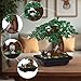 WINGIFT 900Pcs Four Seasons Bonsai Tree Building Set,4In1 Flowers Cherry Blossom Bonsai Building Kit,Botanical Collection DIY Plants for Home Office Decor,Christmas Birthday Gift for Adults Kids Girls