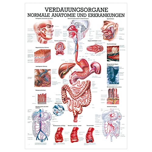 Rüdiger Verdauungsorgane Lehrtafel Anatomie 100x70 cm medizinische Lehrmittel