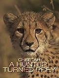 Cheetah, a hunter turned prey