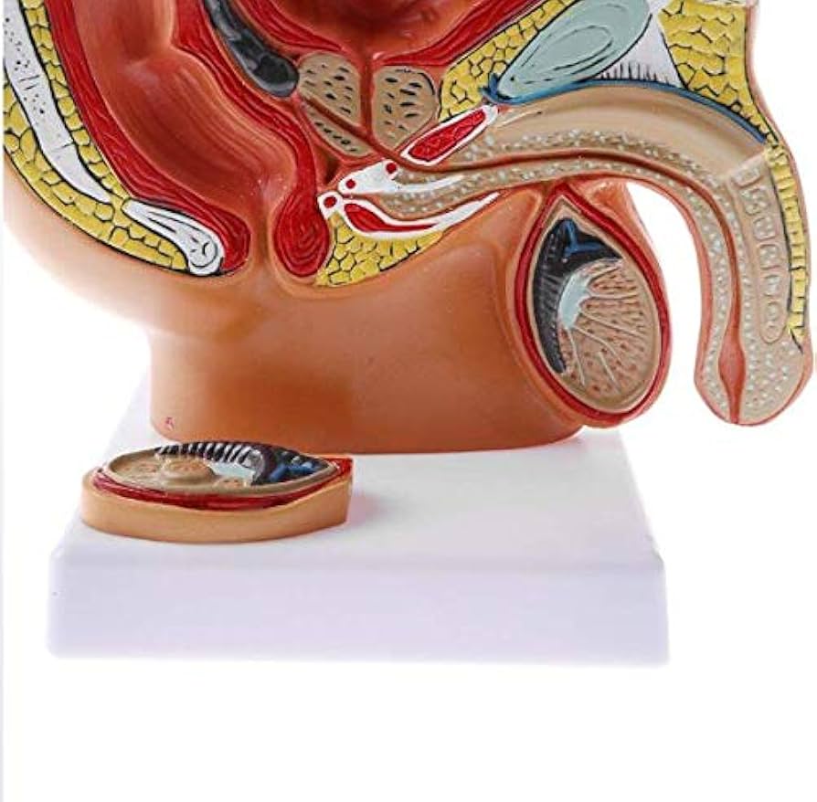 男性骨盤モデル 11分解 等身大 取り外し可能な器官・骨盤底筋