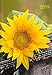 Produktbild Lady-Timer Sonnenblume 274919 2019: Buchkalender - Terminplaner. 1 Woche 4 Seiten. Format: 11 x 15,3 cm
