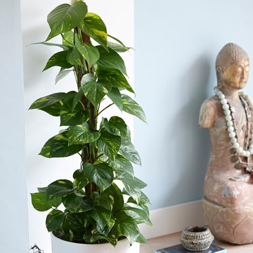 YouGarden Epipremnum pinnatum Aureum in 12cm Pot Devils Ivy Supplied as an Established Plant Hanging House Plant for Indoors Offices and Homes