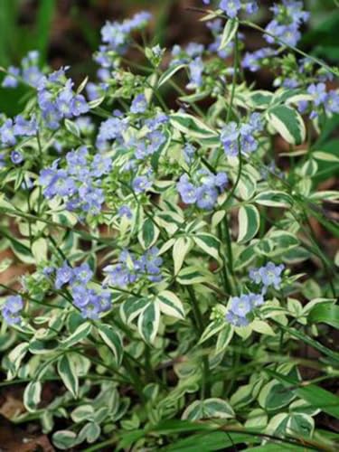 Perennial Farm Marketplace Polemonium r. 'Stairway to Heaven' (Variegated Jacob's Ladder) Perennial, Size-#1 Container, Lavender Blue Flowers Perennial Farm Marketplace Polemonium r. 'Stairway to Heaven' (Variegated Jacob's Ladder) Perennial, Size-#1 Container, Lavender Blue Flowers