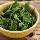 Green Mizuna - 500 Seeds - Heirloom & Open-Pollinated Variety, non-GMO Vegetable Seeds for Planting, Grow Your Own Mustard Greens Indoors/Outdoors in Containers or the Home Garden, Thresh Seed Company