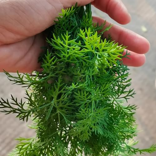 semillas de eneldo perenne resistente - balcón jardín interior regalos organicas 800pcs