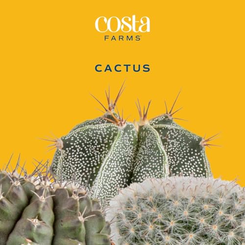 Image of Costa Farms Cactus Live Plants in Plastic Post, Easy to Maintain Succulent Indoor Houseplant, Home, Room, or Office Decor, Great House Warming or Birthday Gift, 4-8 Inches Tall, Pack of 3