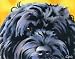 "Portuguese Water Dog" Art Print Signed by Artist DJ Rogers