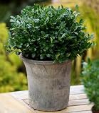 BALDUR Garten 10x immergrün Luxus® Globe der Buchs-Ersatz, Pflanzen im 9x9 cm-Topf, dunkelgrüne Stechpalme, bekommt keine giftigen Beeren, winterhart, für Standort im Schatten geeignet, Ilex crenata