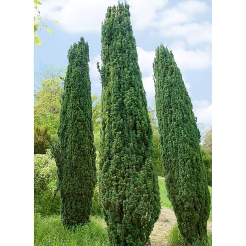 Grüne-Säuleneibe, Taxus baccata 'Fastigiata Robusta', 4er-Set, Höhe 30-40 cm