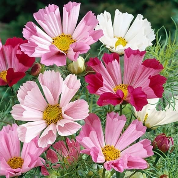 Image of 30 Seeds- Cosmos Sea Shells Mixed Flower Seeds + + Cosmos Bipinnatus