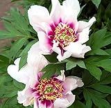 Votaniki Cora Louise - Itoh Peony (Paeonia Cora Louise) Bareroots for Planting (1 Pack)