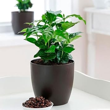 Seeds Arabian Coffee Tree/Coffea Arabica/Perennial Tree