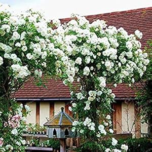 . Arrampicata Rare Rosa dei bonsai perenne Fiori della decorazione del giardino 50Pcs recinto Capannone Roses bonsai del fiore Semillas de Seedsas De Flores: 8: Only Seeds