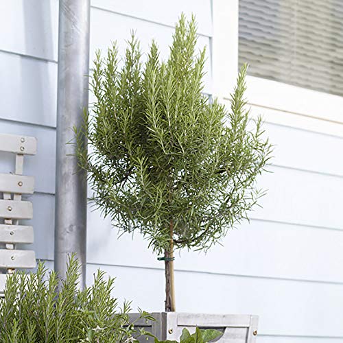 YouGarden Rosemary Tree Standard, 80-100cm Tall in 3L Pot, Kitchen Herb for Patios and Gardens in Pots, Hardy Evergreen Fragrant Plant for UK Gardens