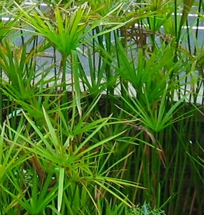 Umbrella Palm Cyperus alternifolius 2 Live Plants