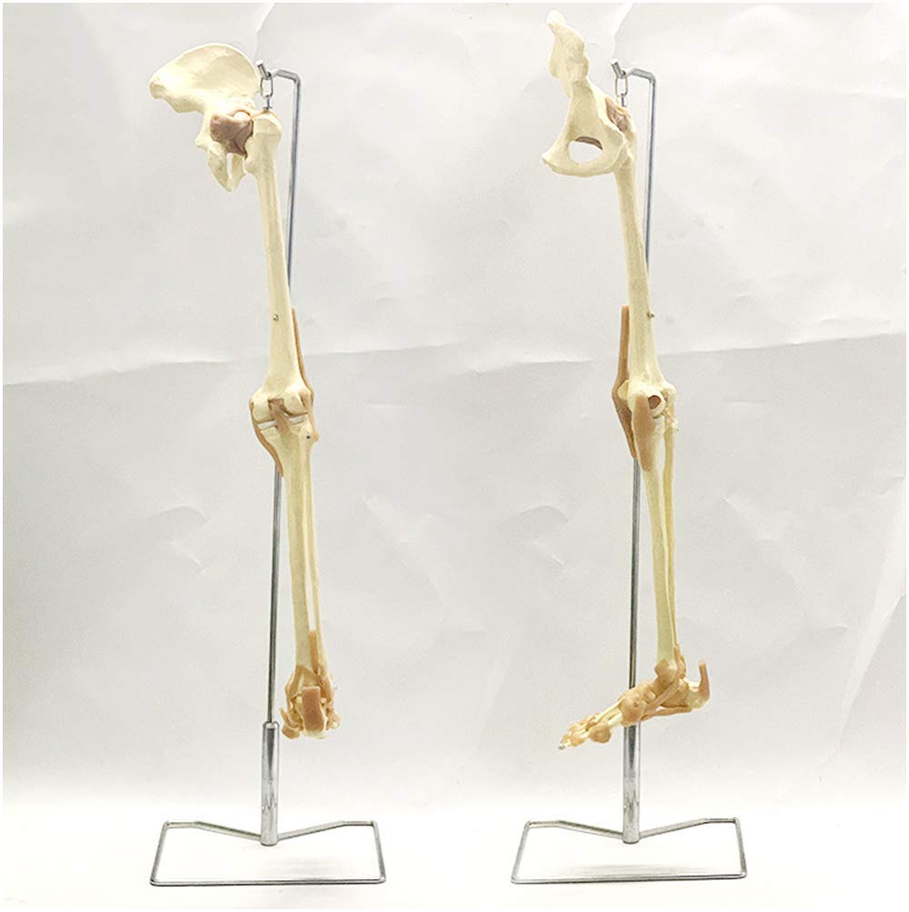 Modèle Anatomique Articulé De La Hanche Humaine - Grandeur Nature - Pour étude Médicale Ou Enseignement