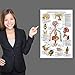 Laminated Endocrine System Anatomical Chart - Endocrine Anatomy Poster (18