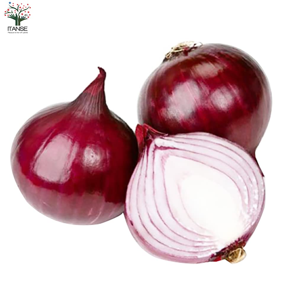 Amazon.co.jp: ITANSE 玉ねぎ抜き苗 品種：くれない 赤タマネギ