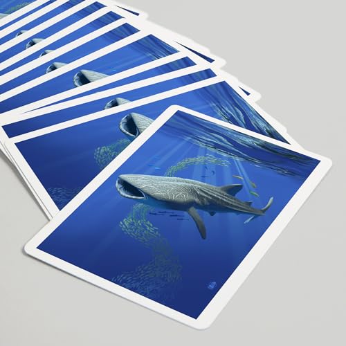 Lantern Press Whale Shark, 52 Naipes Póker para Adultos miniatura 5