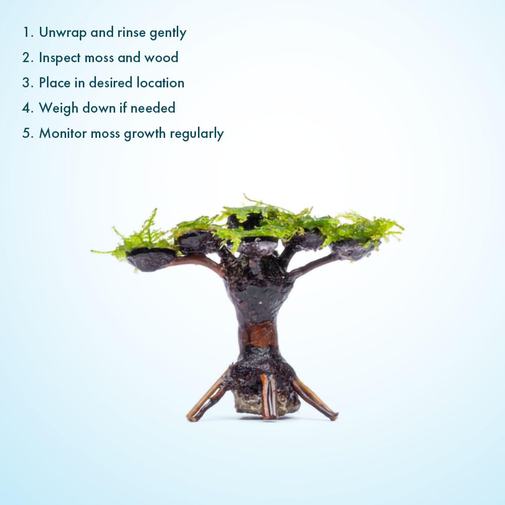 Amazon.com: SubstrateSource Live Planted Decor - Moss on Bonsai  (Aquascaping Tree) - Low to Moderate Light, Bright Green Freshwater Accent  for Aquatic Layout, Midground Placement Centerpiece - Extra Small, 1 Pack :  Pet Supplies