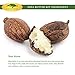 African Shea Butter Raw Organic Unrefined - Healing Body Butter for Face & Body - Deep Conditioner for Dry Skin, Hair Care, Stretch Marks, Eczema/Psoriasis Treatment, Lip and Beard Balm, Soap (16 oz)