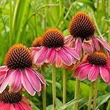 PowWow Wild Berry Echinacea ~10 Seeds – Non-GMO Heirloom Coneflower for Pollinators & Immune Support – Perennial Herb with Bright Fuchsia Blooms – Grows in Zones 4-9 – True Leaf Market