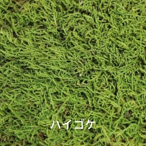 Amazon｜生きてる乾燥苔 ハイゴケ 28×58cm 苔玉 こけシート コケマット