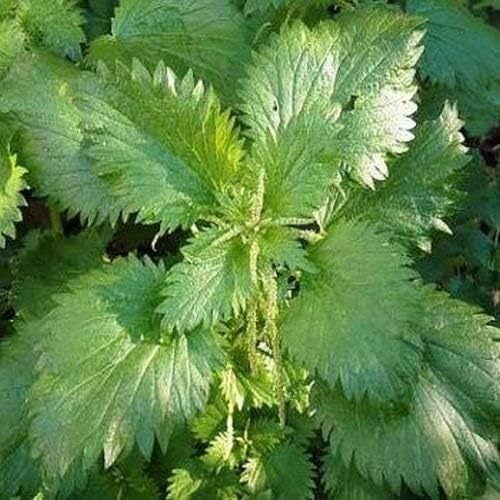 Stinging Nettle Seeds E114, 200 Seeds, Urtica Dioica Seeds