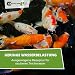 Carpline24 Eco Multi Koi Mix 2,5 kg 6 mm - Hochwertiges Koifutter mit Astaxanthin, Proteinreiches Fischfutter Farbenprächtige Teichfische