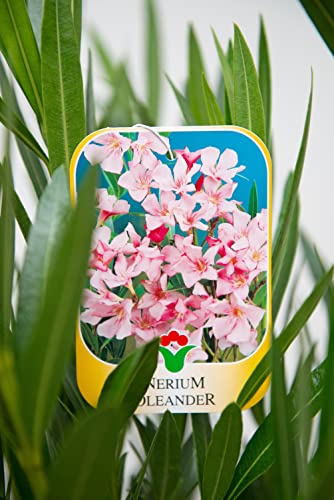 Vannucci Piante - Nerium oleander, Oleandro, Pianta vera in vaso (Rosa)