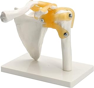 Study Model 1:1 Life Size Human Anatomy Skeleton Anatomical Model Skull Shoulder Bone Muscle Joint Anatomical Model with Ligament Teaching Supplies SaiFei