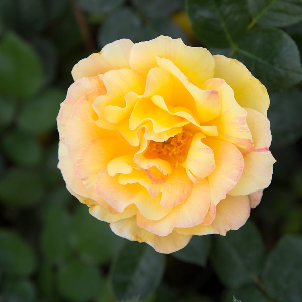 Heirloom Roses Potted Rose Plant - La Parisienne Rose Bush, Grandiflora Live Plant for Planting Outdoors